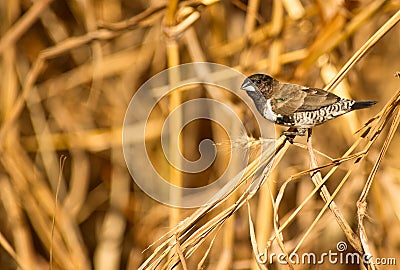 Adult male Bronze Mannikin Stock Photo