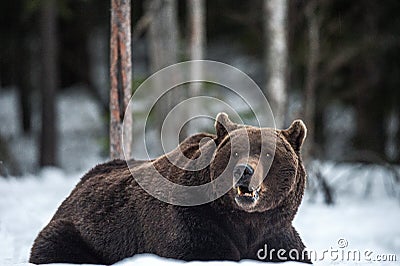 Adult male of Brown Bear lies in the snow in winter forest at night twilight. Stock Photo