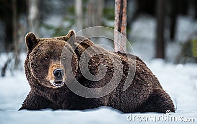 Adult male of Brown Bear lies in the snow in winter forest at night twilight. Stock Photo