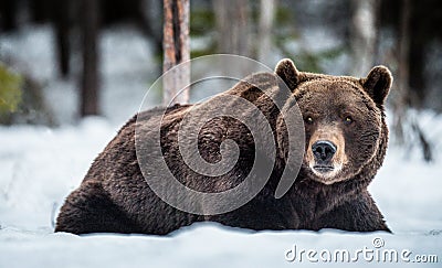 Adult male of Brown Bear lies in the snow in winter forest at night twilight. Stock Photo