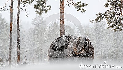 Adult Male of Brown bear in the snow. Snow Blizzard in the winter forest. Stock Photo
