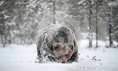 Adult Male of Brown Bear walks through the winter forest in the snow. Stock Photo