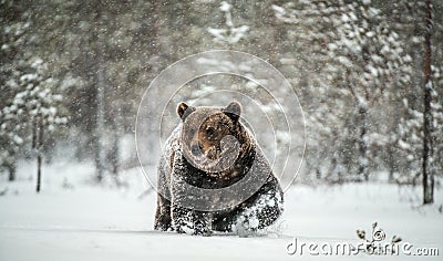 Adult Male of Brown Bear walks through the winter forest in the snow. Stock Photo