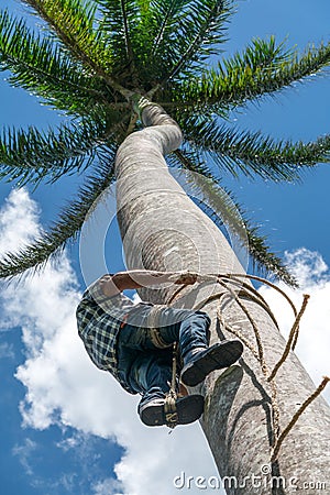 Adult male climbs coconut tree to get coco nuts Editorial Stock Photo