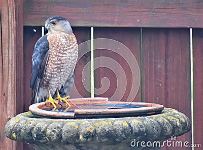 Coopers Hawk, Suburban Predator Raptor, Nashville Tennessee 3 Stock Photo