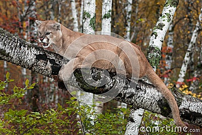 Adult Male Cougar (Puma concolor) Clings to Branch Snarling Stock Photo