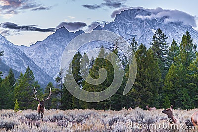 Adult Male Elk and his herd - Grand Tetons Stock Photo