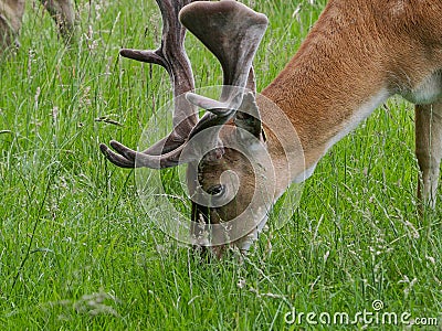 Adult male fallow deer stag with large antlers grazing on grass. Stock Photo