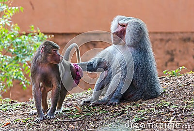 Adult male Hamadryas baboon (Papio hamadryas) and its female partner having red swollen bottoms Stock Photo