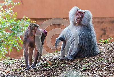 Adult male Hamadryas baboon (Papio hamadryas) and its female partner having red swollen bottoms Stock Photo