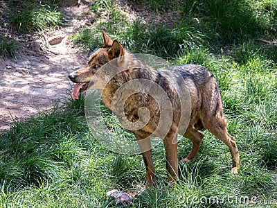 Adult male iberian wolf Stock Photo