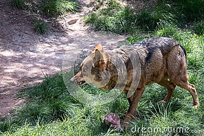 Adult male iberian wolf Stock Photo