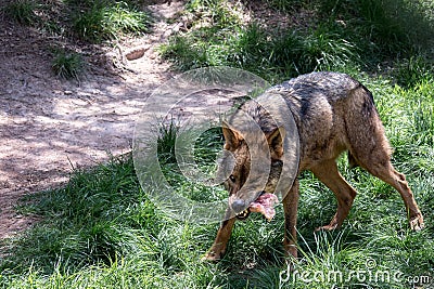 Adult male iberian wolf Stock Photo