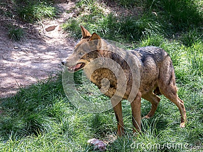 Adult male iberian wolf Stock Photo