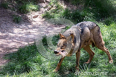 Adult male iberian wolf Stock Photo