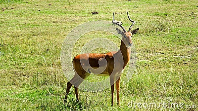 Adult male impala standing on the green grass in bright sunlight Stock Photo