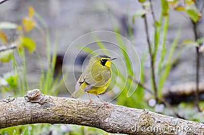 Adult male Kentucky Warbler Stock Photo