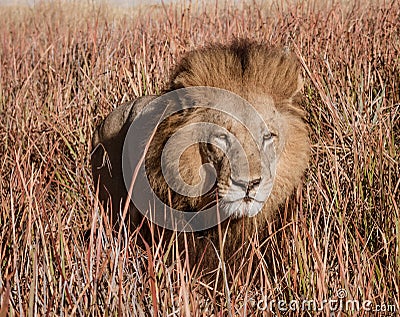 Adult male lion is mostly hidden in the short dry grass while it Stock Photo