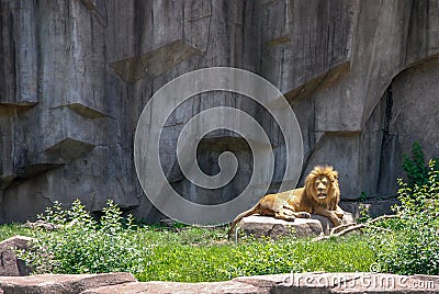 Adult Male Lion sunning on a Rock Milwaukee County Zoo, Wisconsin Stock Photo