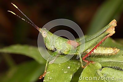 Adult male locust perfectly camouflaged against the green background. Stock Photo