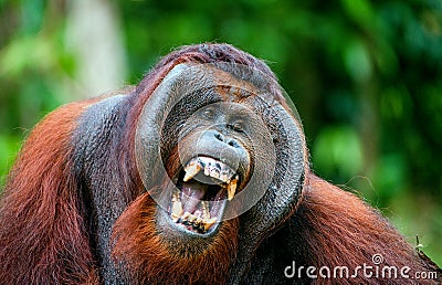 The adult male of the Orangutan. The orangutan yawns, widely having opened a mouth and showing canines. Stock Photo