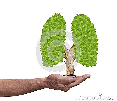 Adult male palm hand holding leaf lung tree isolated on white Stock Photo