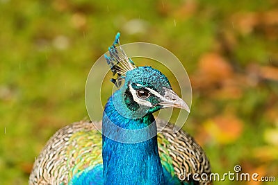 Adult male peacock displaying colorful feathers Stock Photo