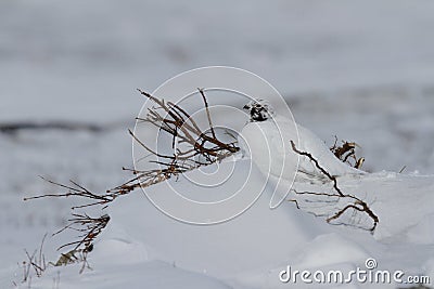 Adult male rock ptarmigan, Lagopus mutus, surveying its territory while sitting in snow Stock Photo