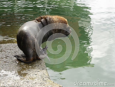 Adult Male South American Sea Lion Going Into The Water Stock Photo