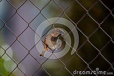 Adult male sparrow peeking from a fence of a garden in Madrid Stock Photo
