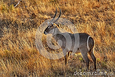 Adult male Waterbuck Stock Photo