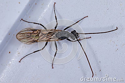 Adult Male Winged Ant Stock Photo