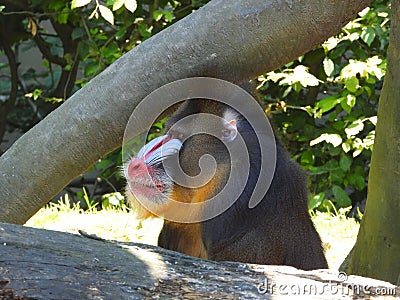 Adult mandrill sitting under a huge branch Stock Photo