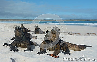 Iguana on Galapagos Islands Stock Photo