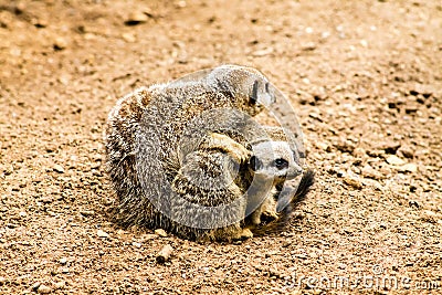 Adult Meerkat and Cubs Stock Photo