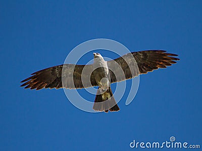 Soaring Adult Mississippi Kite Raptor Stock Photo