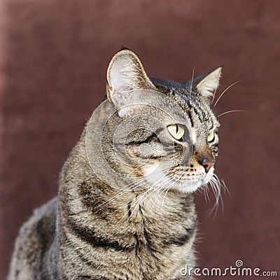 Adult mongrel striped domestic cat looks to the side Stock Photo