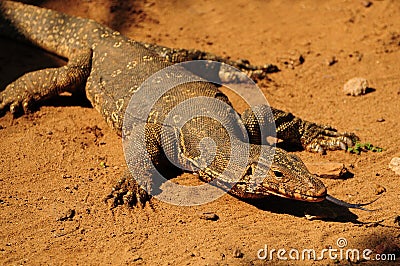Adult Monitor lizard Stock Photo