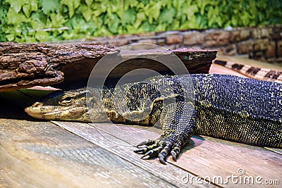 Adult monitor Lizard is hid from light under old log. Animal`s eyes are unblinking. Close-up. Stock Photo