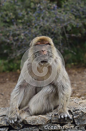 adult monkey reserve wild Stock Photo