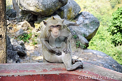Adult monkey sit in temple Stock Photo