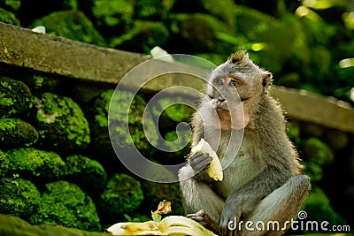 Adult monkey sits and eating banana fruit in the forest. Stock Photo