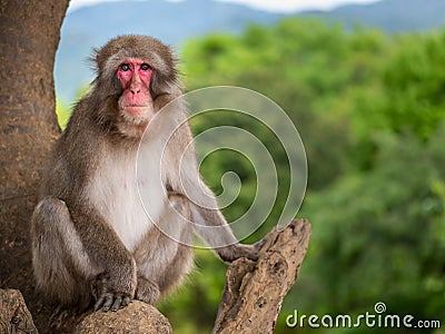 Adult monkey sitting in the tree and posing on the camera with green trees at the background Stock Photo