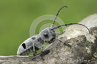 An adult of Morimus funereus, longhorn beetles Stock Photo