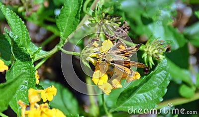 Adult moth (Epargyreus species?) on yellow lantana flower Stock Photo
