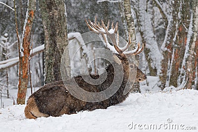 Adult noble deer with large horns covered with snow, resting in Stock Photo