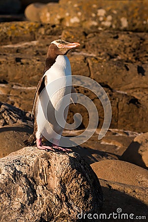 Adult NZ Yellow-eyed Penguin or Hoiho on shore Stock Photo