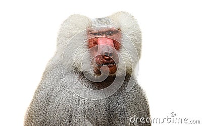 Adult old baboon monkey Pavian, Papio hamadryas close face expression observing staring vigilant looking camera isolated white Stock Photo