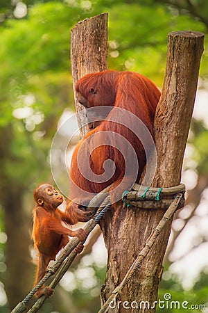 Adult orangutan sitting with jungle as a background Stock Photo