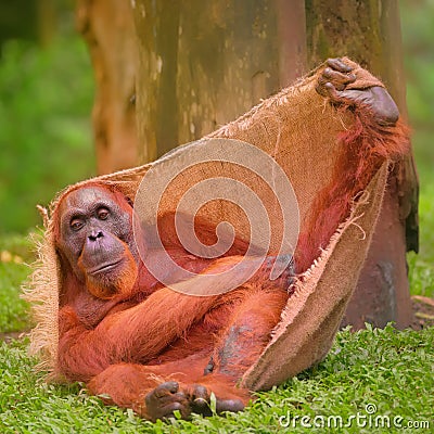 Adult orangutan sitting with jungle as a background Stock Photo